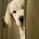 Retriever