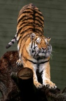 siberian_tiger