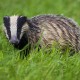 SuchyBorsuk