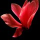 Ilon_a