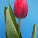 pink_lena