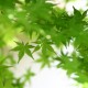 GreenFW