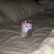 Pawlikowa