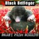 black_belfegor