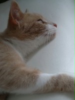 MikaNeko