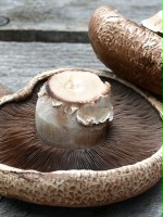 esmeportobello