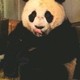 PanPanda