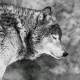 Wolf_Wagabunda