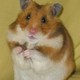hamster20