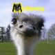 McSwey