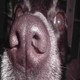sseba