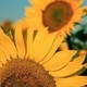 sun_flower