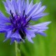 cornflower
