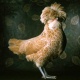 nice_chick