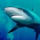 shark