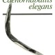 caenorhabditiselegans