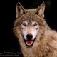 wolf_wood