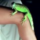 QAMMMELEON