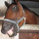 pferd