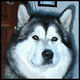 malamute