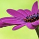 purple_daisy