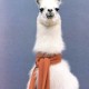 Kate_Llama
