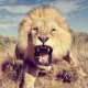 thelionking
