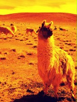 martian_llama