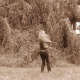 Silvicola