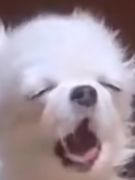 Bedzki