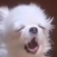 Bedzki