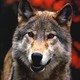 wild_heart