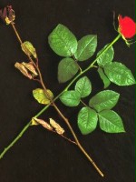 dariusz_1456