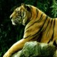 Bengal_Tiger