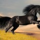 Black_Horse_filmweb