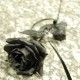 crying_rose