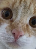 Arszania