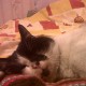 Bulbo