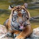 sylwester_kurski