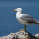 mouette
