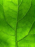 green_leaf