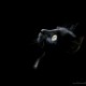 Black_Cat_2816