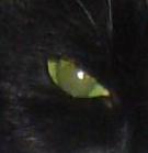 ashleyangel