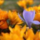 marigold150290
