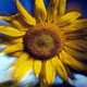 Anka_49