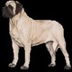 mastiff
