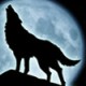 Night_Wolf