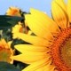 Norma_Jeane
