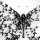 Papillon18
