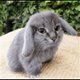 tomshell
